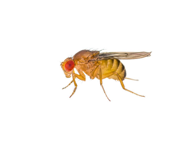 istock Drosophila Fruit Fly Insect Isolated on White 925097698