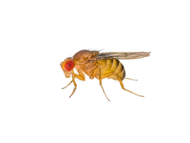 Drosophila Fruit Fly Insect Isolated on White stock photo