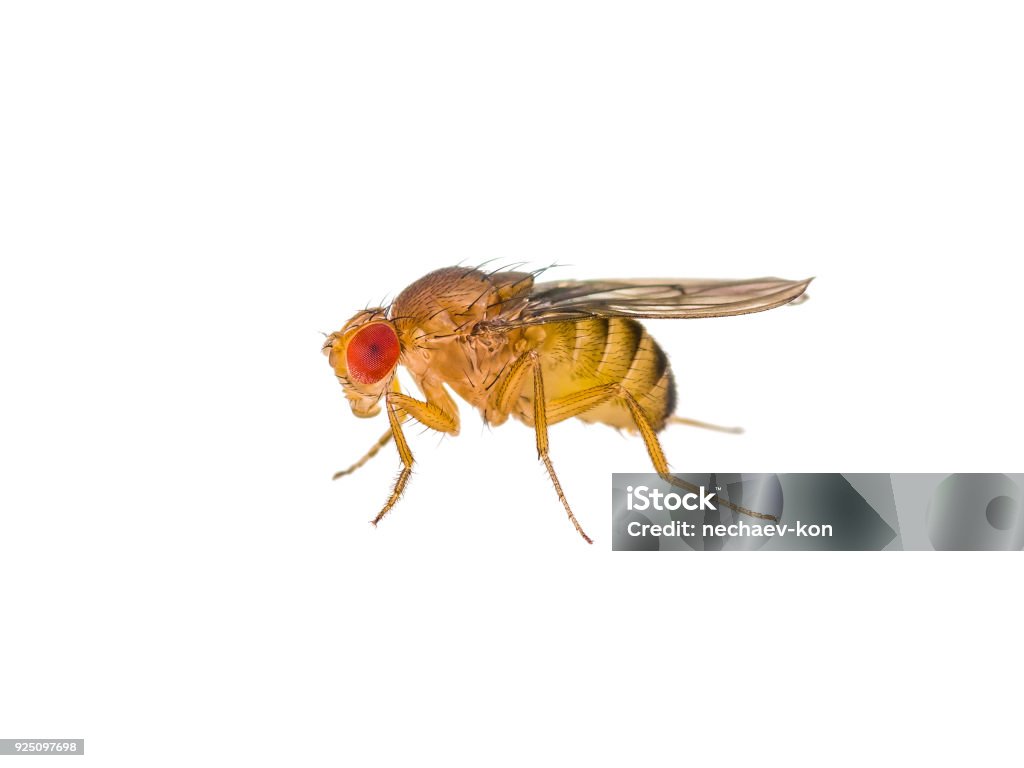 Drosophila bananflugan insekt isolerad på vit - Royaltyfri Bananfluga Bildbanksbilder