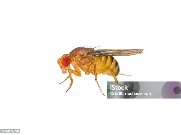 Drosophila Bananflugan Insekt Isolerad På Vit-foton och fler bilder på Bananfluga - Bananfluga, Vit bakgrund, Arbetsstudio