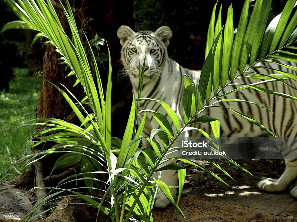 Tigre bianca - Foto stock royalty-free di Gruppo di persone