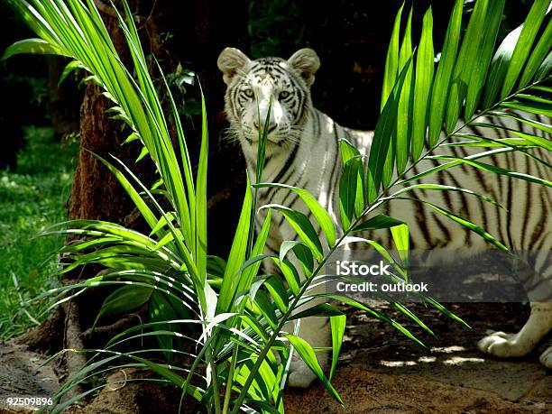 Tigre Bianca - Fotografie stock e altre immagini di Gruppo di persone - Gruppo di persone, Tigre, Adulto