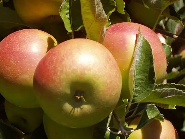 Photo of Three Apples ready for picking