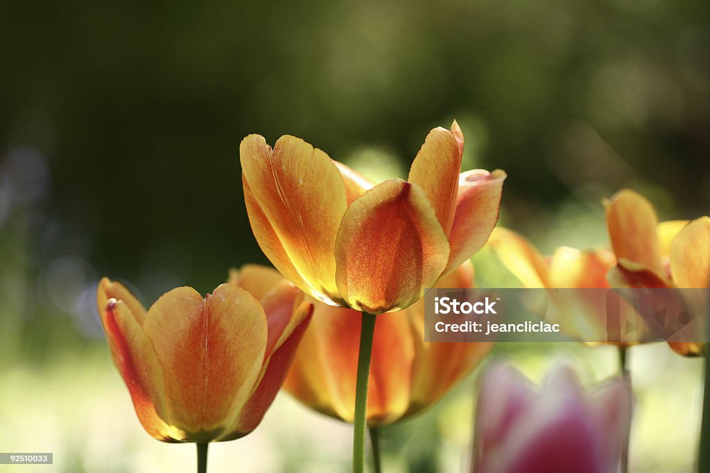 tulip19 - Foto stock royalty-free di Aiuola