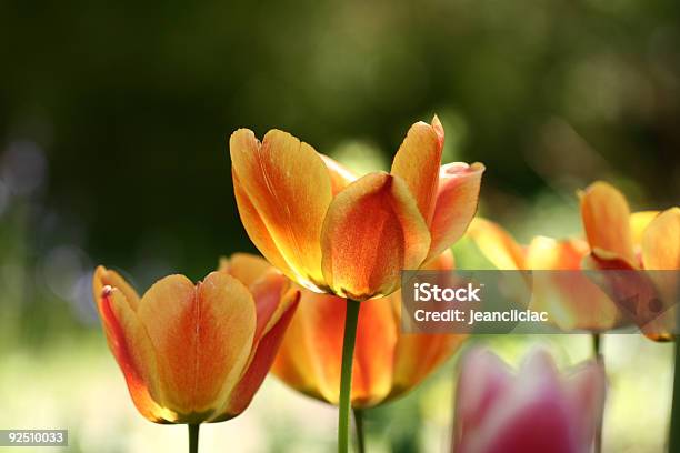 Tulip19 - Fotografie stock e altre immagini di Aiuola - Aiuola, Arancione, Bianco