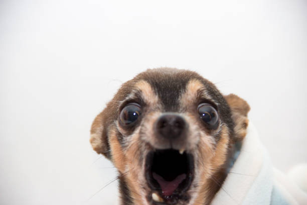 Ahhhhhhhh Portrait of a senior black and tan chihuahua showing off it's last two teeth. It's big eyes and open mouth give the impression that it's screaming in surprise. chihuahua dog photos stock pictures, royalty-free photos & images