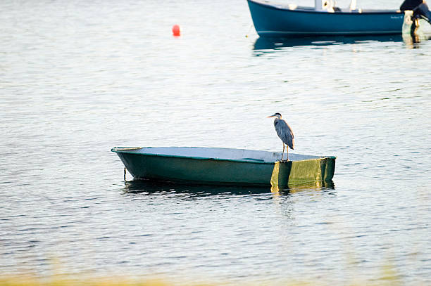 blue heron on row boat stock photo