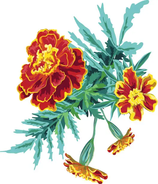 Vector illustration of Bouquet from marigold flowers