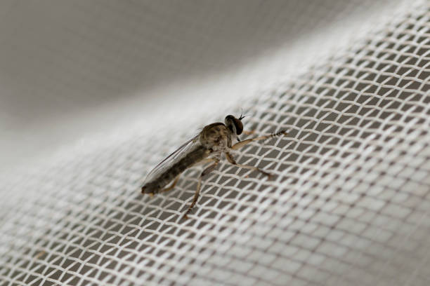 istock Little robber fly landed on a white plastic net. Macro photography. Close-up image. 925107726
