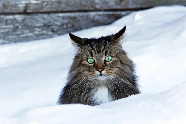 A Norwegian Forest Cat looks curiously out of the snow in winter