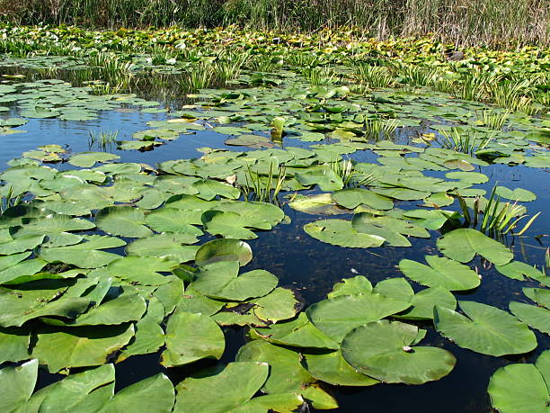 seerose blätter - lillypad lily water lily water stock-fotos und bilder