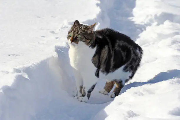 A little cat in the snow is scared and makes a funny pose