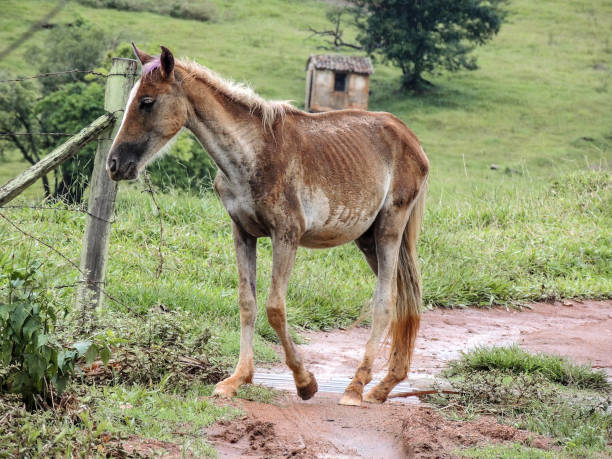 istock Donkey on a rural road 925108336