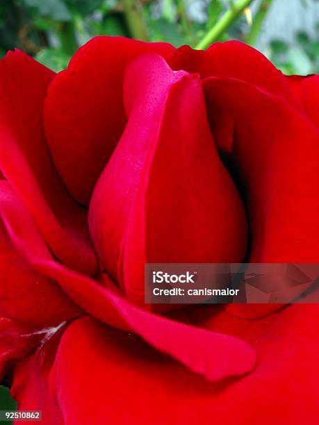 Po Prostu Roseczerwona Róża Burgund - zdjęcia stockowe i więcej obrazów Bez ludzi - Bez ludzi, Bliskie zbliżenie, Ciemny