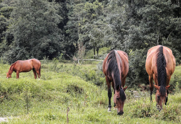 istock Horses eating grass in a Rural Field 925108738