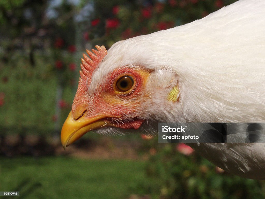 치킨 - 로열티 프리 가금류 스톡 사진