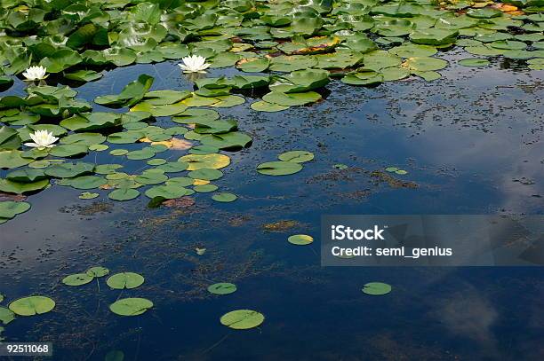 Pond Reflections Stock Photo - Download Image Now - Animals In The Wild, Berry, Color Image