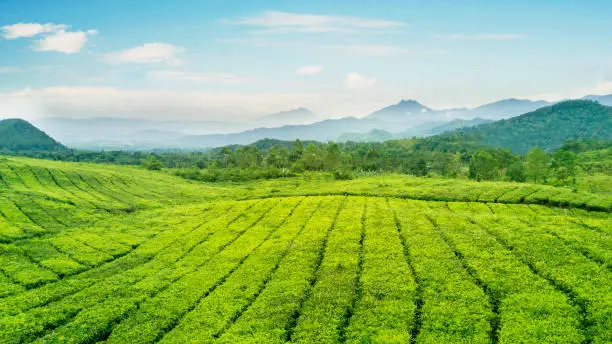 Beautiful aerial view of tea plantation at morning misty in Majalengka. Indonesia