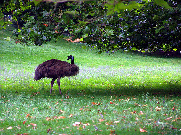 Emu. - Landscape. stock photo