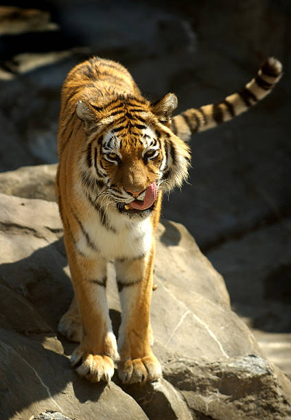 syberyjski amur tiger - tiger zoo animal awe zdjęcia i obrazy z banku zdjęć