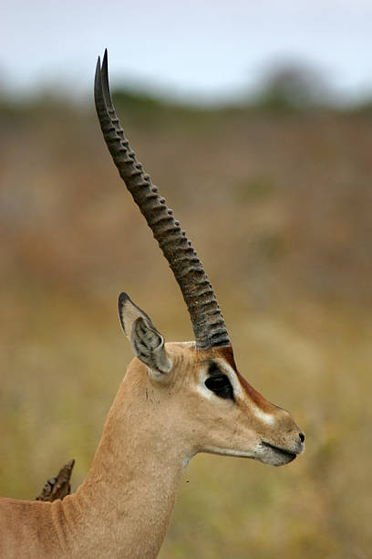 Grant Gazelle stock photo