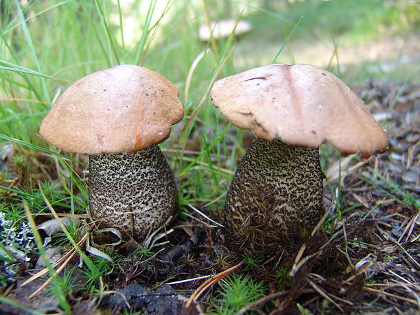 Mushroom stock photo