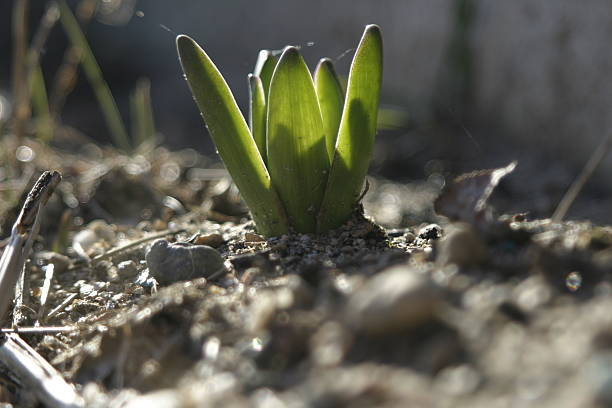 New growth stock photo