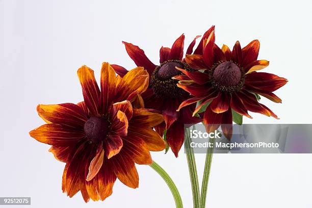 Rudbeckia Foto de stock y más banco de imágenes de Arreglo - Arreglo, Belleza de la naturaleza, Botánica