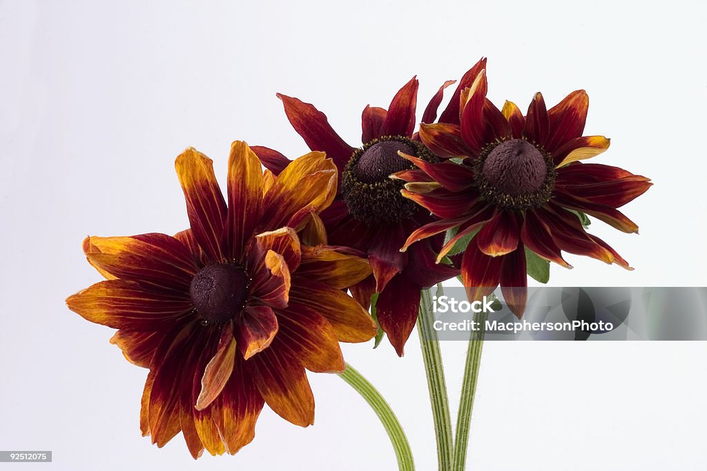 Rudbeckia - Photo de Automne libre de droits