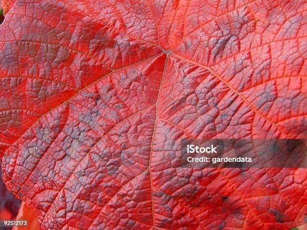 Vitis Coignetiae Autumn Foliage Detail Stock Photo - Download Image Now - Autumn, Awe, Close-up