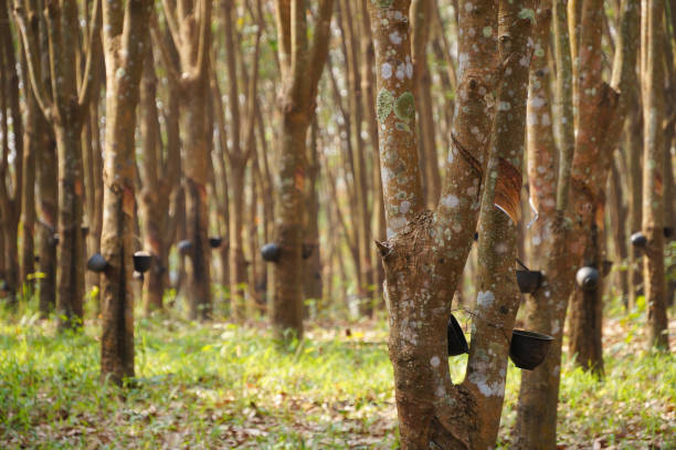 istock Row of para rubber tree in plantation Rubber tapping,Thailand. 925121970