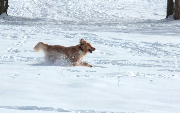 golden retriever spaß im schnee - snow dog walking running stock-fotos und bilder