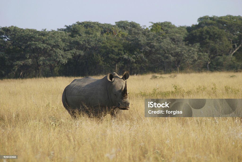Ожид�ание rhino на сухой африканских plains - Стоковые фото Африка роялти-фри