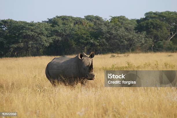 Ожидание Rhino На Сухой Африканских Plains — стоковые фотографии и другие картинки Африка - Африка, Без людей, Большой