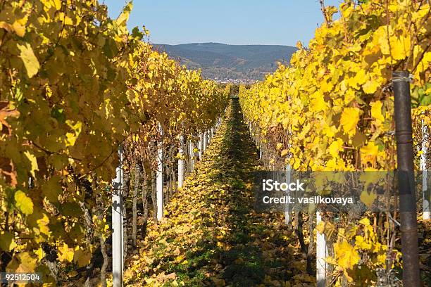 Otoño Wineyards Foto de stock y más banco de imágenes de Agricultura - Agricultura, Aire libre, Alimento