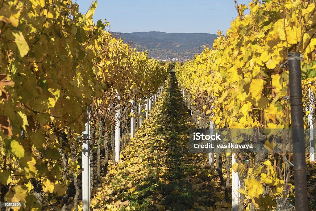 Jesień wineyards - Zbiór zdjęć royalty-free (Artykuły spożywcze)