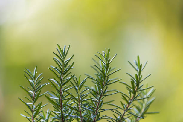 istock Rosmarinus officinalis in the pot 925126526