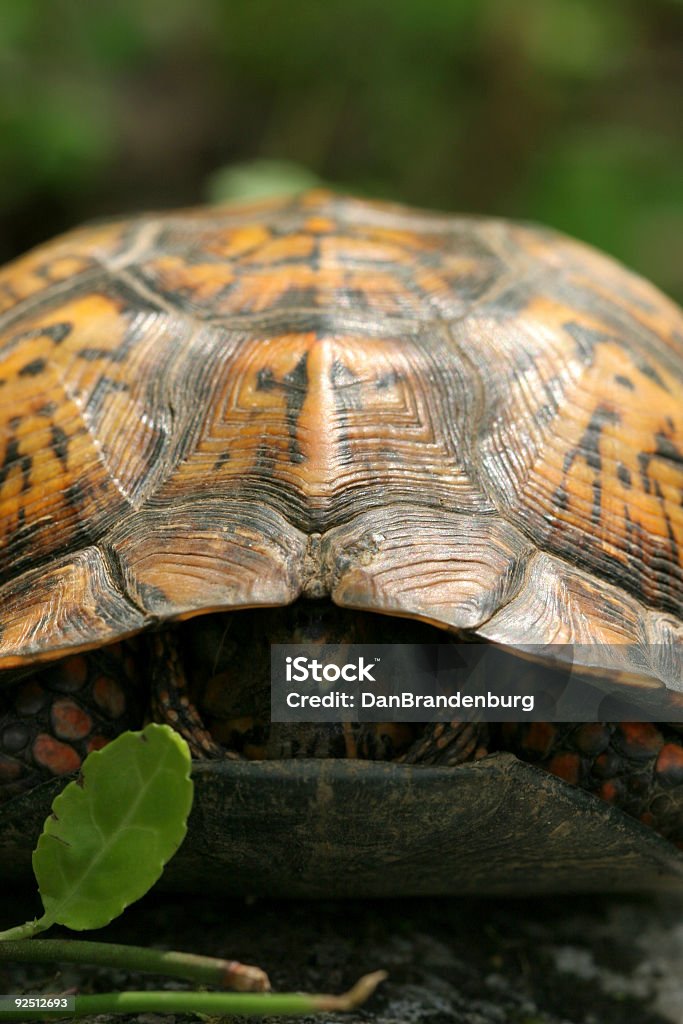 Tortue aquatique - Photo de Amphibien libre de droits