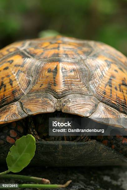 Photo libre de droit de Tortue Aquatique banque d'images et plus d'images libres de droit de Amphibien - Amphibien, Animal vertébré, Animaux à l'état sauvage