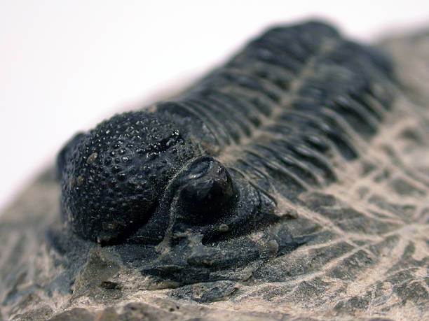 삼엽충 - trilobite 뉴스 사진 이미지