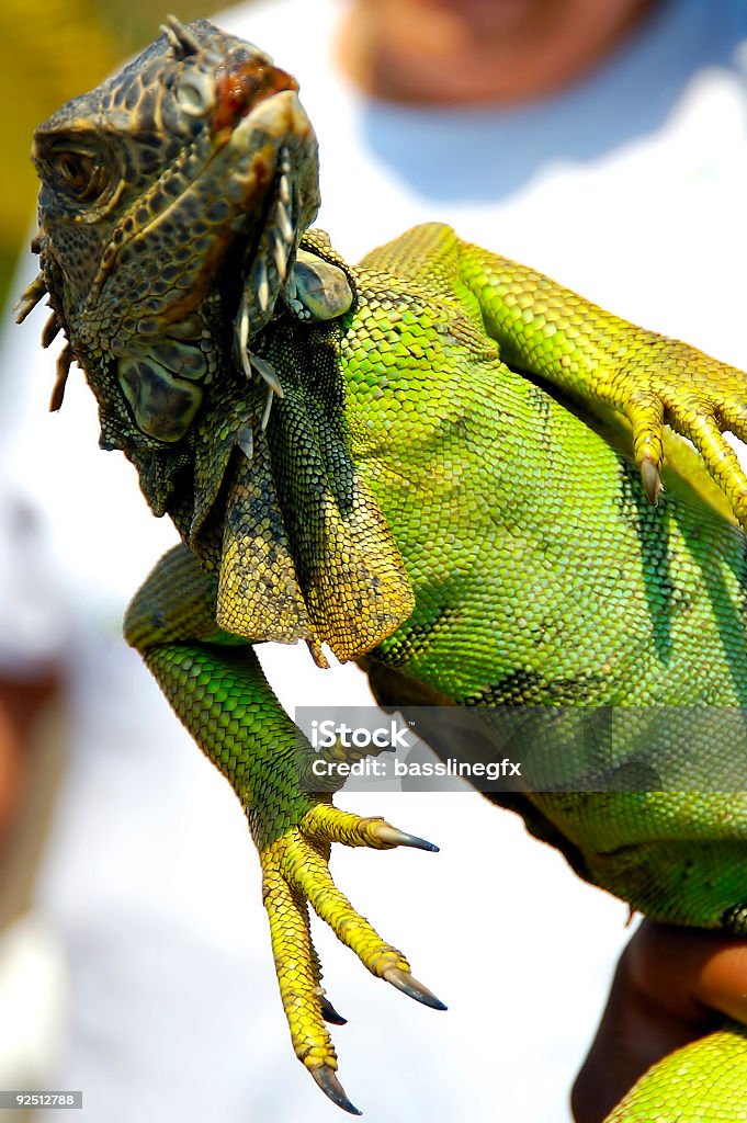 Iguana en ángulo - Foto de stock de Color - Tipo de imagen libre de derechos