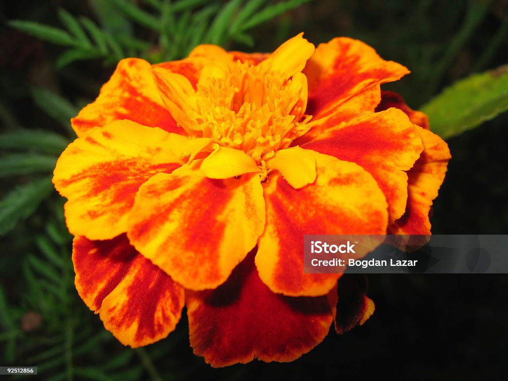 Flor de laranja - Foto de stock de Abstrato royalty-free