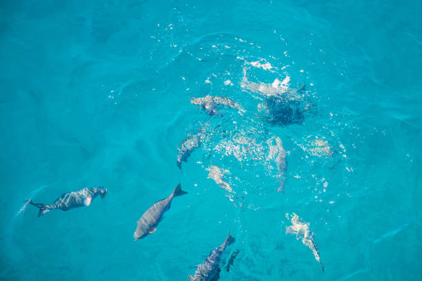 istock Crowd fish swimming just below the water surface 925129700