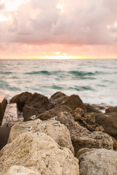 istock Birds on Palm Beach, Florida at Sunrise 925130394
