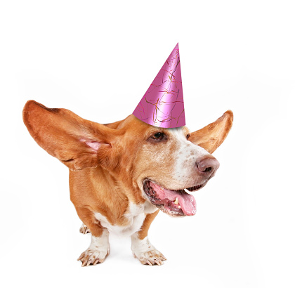 basset hound with her ears flying away and a pink birthday party hat on isolated on a white background
