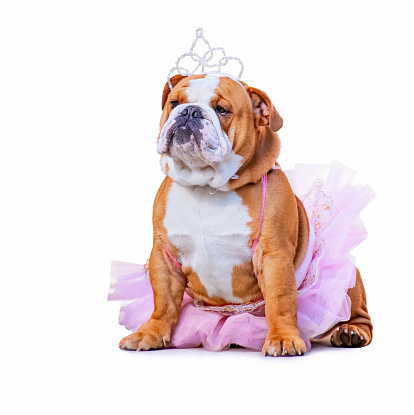 bulldog lindo vestidos con un tutú rosa y una corona de la tiara de la princesa aislada sobre fondo blanco limpio photo