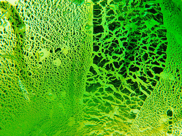 Green Glass. stock photo