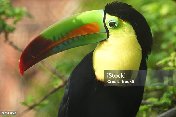 Beady Eye A Foto de stock y más banco de imágenes de Amarillo - Color - Amarillo - Color, Animal, Aviario