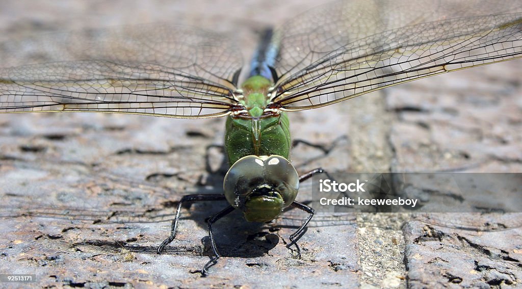 Libélula - Royalty-free Cor verde Foto de stock