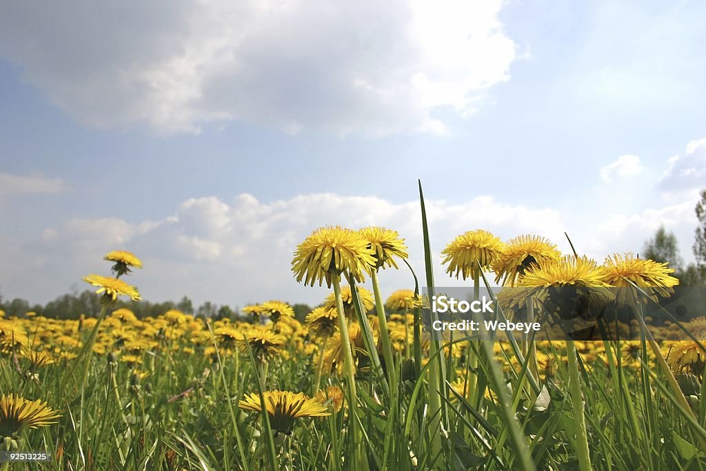 Dandelion  Agricultural Field Stock Photo